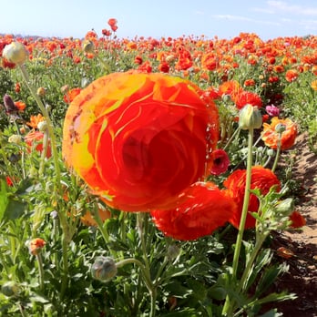 The Flower Fields - Venues & Event Spaces Near Me - Carlsbad, California