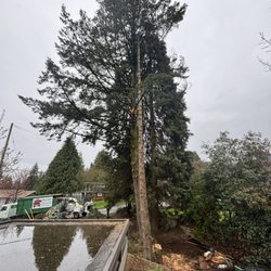 McConkey Arborist Services - removal
