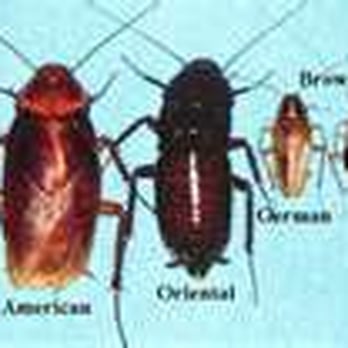 Maverick Termite & Pest Control - Pest Control Near Me - Jarrell, Texas Maverick Termite & Pest Control - Pest Control Near Me - Jarrell, Texas