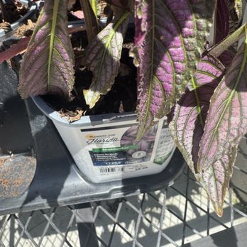Lowe's Home Improvement - Plants - Hardware Stores Near Me - Jacksonville, Florida