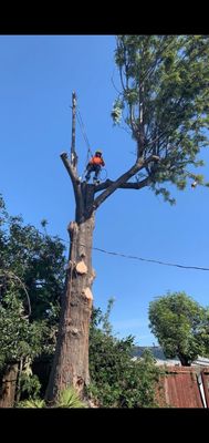 Tree Service - These are some of our projects