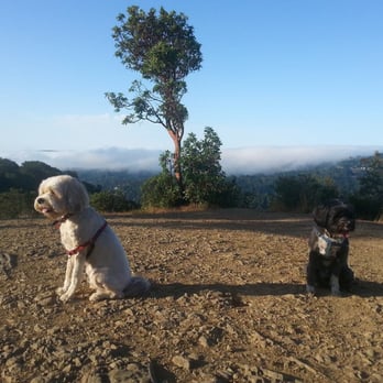 GoodDog - Hank and Wallie on Mt. Tam - Dog Walkers Near Me GoodDog - Hank and Wallie on Mt. Tam - Dog Walkers Near Me