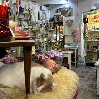Nostalgia - cat - Antiques Near Me - Knoxville, Tennessee