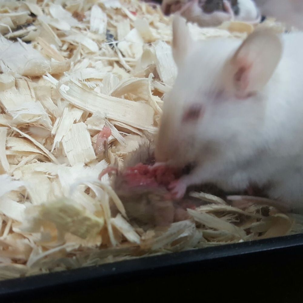 Elliotts For Pets - Zombie cannibal mice!! Wtf! - Pet Stores Near Me - Riverside, California Elliotts For Pets - Zombie cannibal mice!! Wtf! - Pet Stores Near Me - Riverside, California