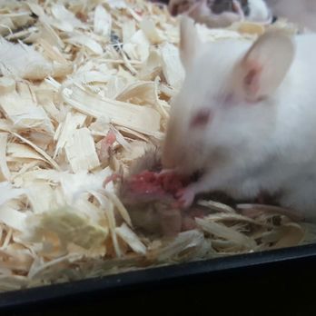 Elliotts For Pets - Zombie cannibal mice!! Wtf! - Pet Stores Near Me - Riverside, California Elliotts For Pets - Zombie cannibal mice!! Wtf! - Pet Stores Near Me - Riverside, California