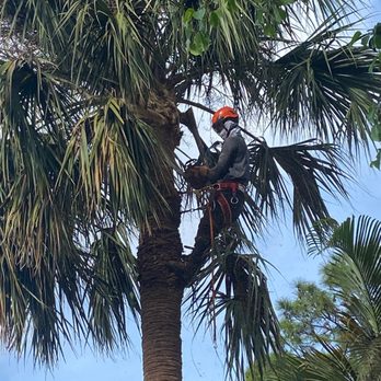 Ever Landscaping - a man trimming a palm tree - Landscaping Near Me