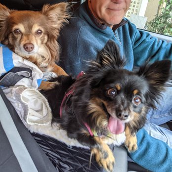 Joybound - Foxy Lady and Mad Dog Wolfy (in front) both are rescues! - Animal Shelters Near Me - Walnut Creek, California Joybound - Foxy Lady and Mad Dog Wolfy (in front) both are rescues! - Animal Shelters Near Me - Walnut Creek, California
