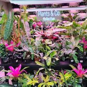 PLANTS & CO COLLECTIVE - Updated September 2025 - 728 S