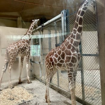 Maryland Zoo in Baltimore - Sooo tall! - Zoos Near Me - Baltimore, Maryland