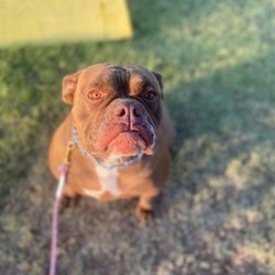 Willow Creek Kennels