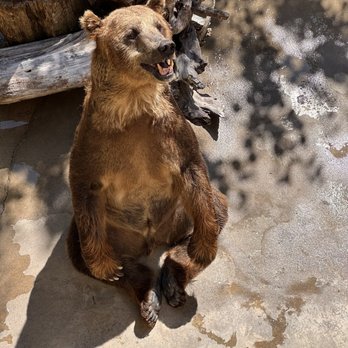 Cherokee Zoo - Zoos Near Me - Cherokee, North Carolina