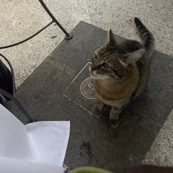Le Jardin de Russie - Cute friend came by our table - Italian Near Me - Rome, RM