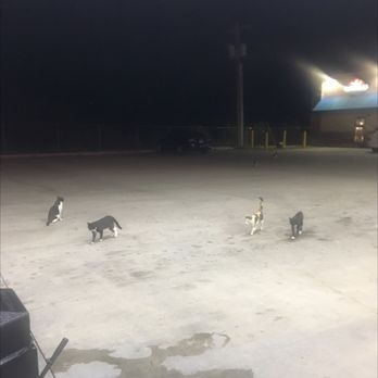 Road Ranger - House of cats - Gas Stations Near Me - Sonora, Texas