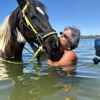 Florida Beach Horses - Beaches Near Me - Bradenton, Florida