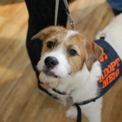 See Spot Rescued - Anni-Frid Lyngstad found her forever home in Nov 2014! Find your best friend in our Adopt Me album: http://bit.ly/SSRadopt