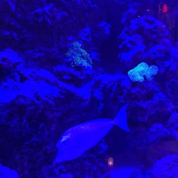 Bistango - Fish Tank! - Italian Near Me - New York, New York
