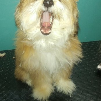 Terry's Top Dog Pet Salon - Being cute is so tiring! - Pet Groomers Near Me - Aston, Pennsylvania Terry's Top Dog Pet Salon - Being cute is so tiring! - Pet Groomers Near Me - Aston, Pennsylvania