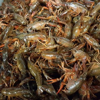 Lapalco Seafood No 2 - a pile of shrimp - Seafood Markets Near Me - Gretna, Louisiana Lapalco Seafood No 2 - a pile of shrimp - Seafood Markets Near Me - Gretna, Louisiana