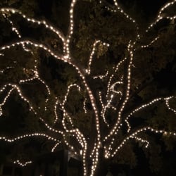 Danville Oak Tree