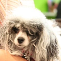Austin Canine Central - Bad Hair Day!