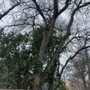 Photo of ATX Tree Service