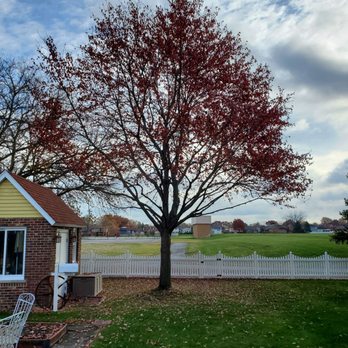 County Tree Service - After and cleaned up with fall leaf drop ... all ready for spring - Tree Services Near Me - Stickney, Illinois