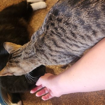 The Cat Cafe - Coffee & Tea Near Me - San Diego, California The Cat Cafe - Coffee & Tea Near Me - San Diego, California