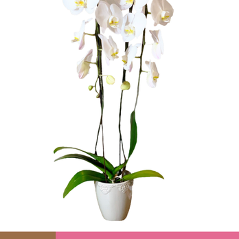 Earthly Orchids - Florists Near Me - Rancho Palos Verdes, California Earthly Orchids - Florists Near Me - Rancho Palos Verdes, California