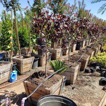 DLM Nursery - Nurseries & Gardening Near Me - Winchester, California