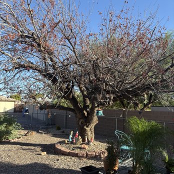 Three Trees Service - A backyard scene features a large, leafless tree, potted plants, garden ornaments, and a blue sky. - Tree Services Near Me