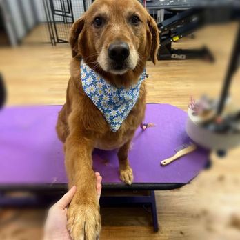 Belly Rubs Dog Grooming - Pet Groomers Near Me - Normal, Illinois Belly Rubs Dog Grooming - Pet Groomers Near Me - Normal, Illinois