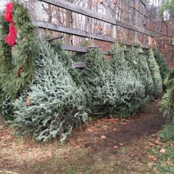 Shawnee Trail Tree Farm - Beautiful precut trees.