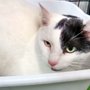 Photo of Western Hills Humane Society