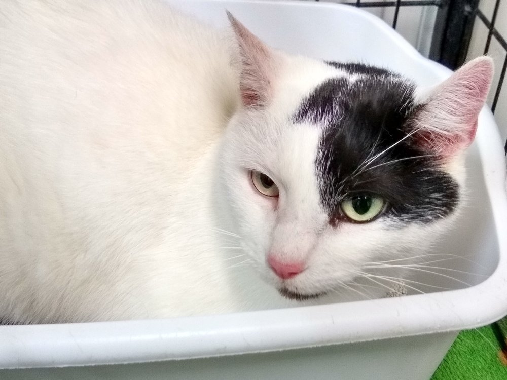 WESTERN HILLS HUMANE SOCIETY Updated August 2024 18 Photos 324 Industrial Dr, Spearfish