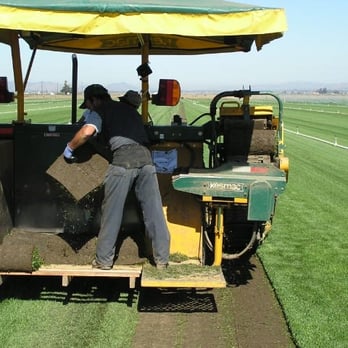 Grass Farm - Nurseries & Gardening Near Me - Morgan Hill, California Grass Farm - Nurseries & Gardening Near Me - Morgan Hill, California