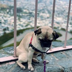 Twin Peaks - Photo#11,000; Pug Life on Twin Peaks. Taken on a cold and windy day during April 2025.