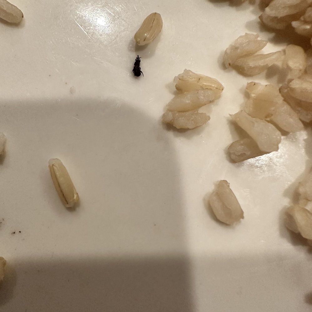 Panda Express - Dead bug inside brown rice - Chinese Near Me - Henderson, Nevada Panda Express - Dead bug inside brown rice - Chinese Near Me - Henderson, Nevada