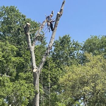 Unique Tree Trimming Maintenance - Tree Services Near Me - Houston, Texas Unique Tree Trimming Maintenance - Tree Services Near Me - Houston, Texas