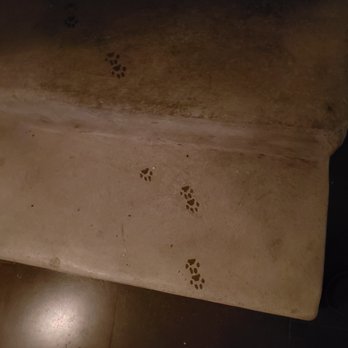 Malmöhus Slott - follow the paw prints - Museums Near Me - Malmö, Alberta