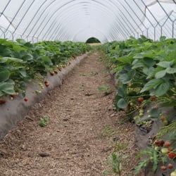 Cairnie Fruit Farm - Strawberries as far as the eye can see.