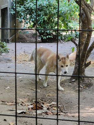 Prospect Park Zoo by null