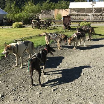 Gold Rush Dog Tours - Pet Services Near Me - Juneau, Alaska