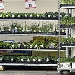 Bi-Mart - Roseburg - Plants reading to grow!!
