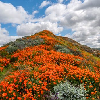 Walker Canyon Ecological Reserve - Wildlife Hunting Ranges Near Me