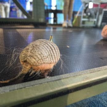 Adventure Aquarium - Armadillo! - Aquariums Near Me - Camden, New Jersey Adventure Aquarium - Armadillo! - Aquariums Near Me - Camden, New Jersey