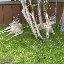 Deers on the property.
