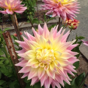 Point Defiance Park - Flowers for days - Parks Near Me - Tacoma, Washington