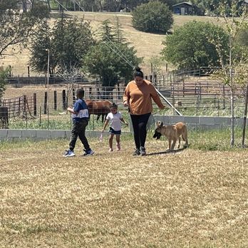PowerHouseK9 - Pet Training Near Me