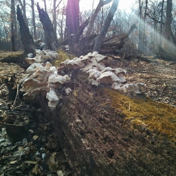 Captain Daniel Wright Woods Forest Preserve - One tree left behind - Parks Near Me - Mettawa, Illinois