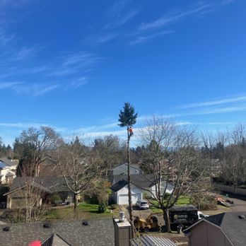 Truebranch Tree Service - Tree Services Near Me - Portland, Oregon Truebranch Tree Service - Tree Services Near Me - Portland, Oregon